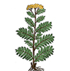 Tanarida