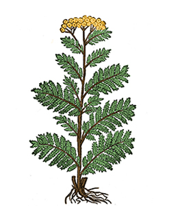Tanarida