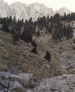 Pel camí