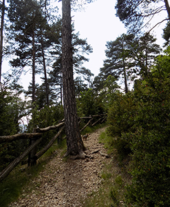 Camí al Mirador